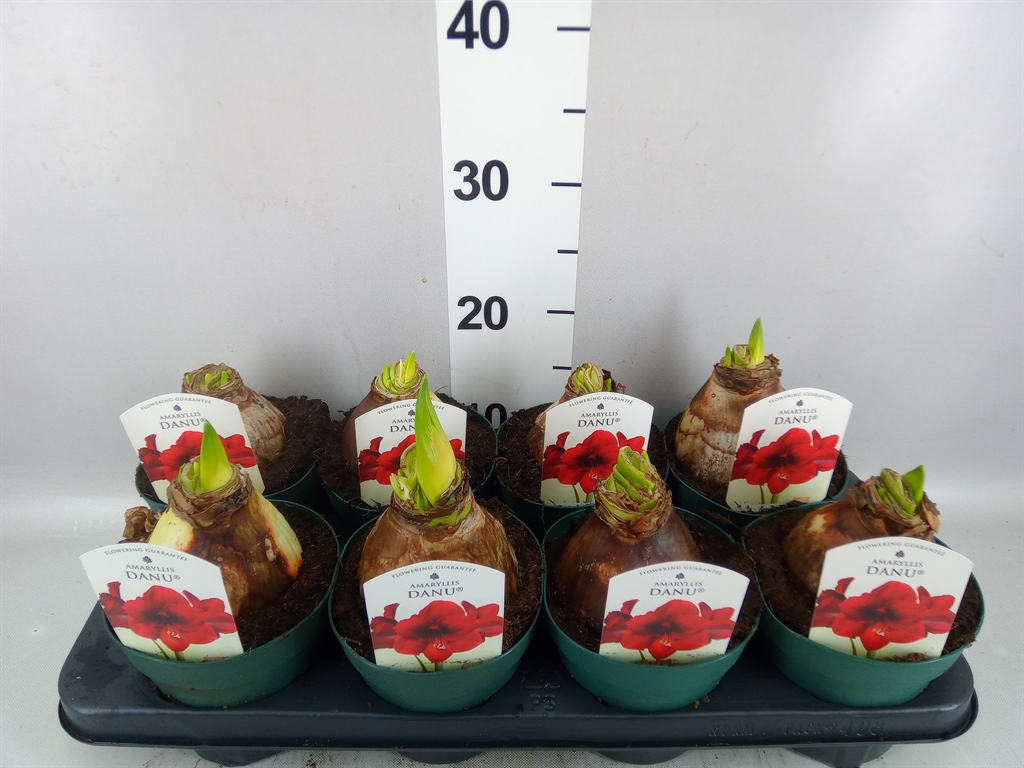 Hippeastrum Amorita Danu 14Ø 20cm