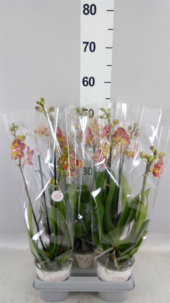 Phalaenopsis Strawberry Cake 12Ø 45cm 2st