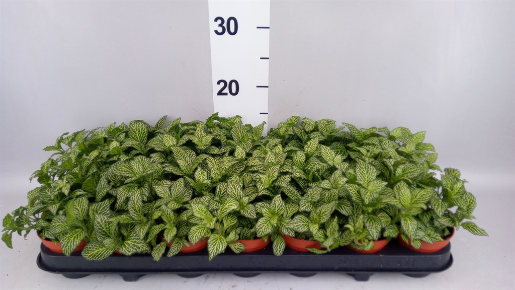 Fittonia Mosaic Marble Green 8Ø 12cm