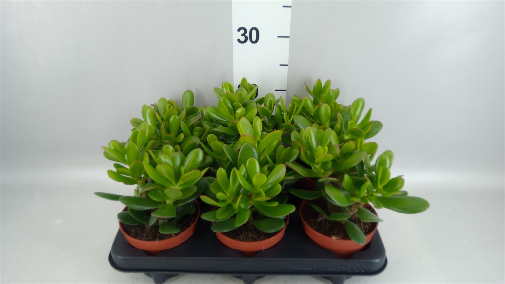 Crassula Magical Tree 12Ø 15cm