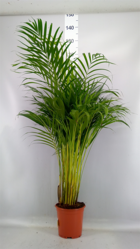 Dypsis Lutescens 19Ø 90cm