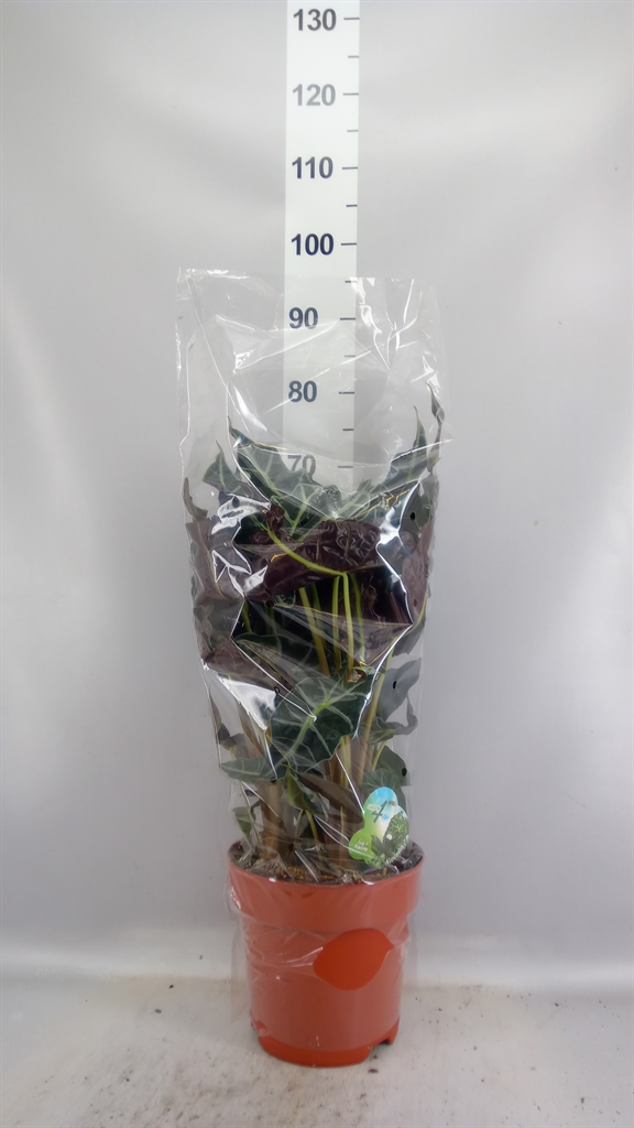 Alocasia X Amazonica 24Ø 65cm