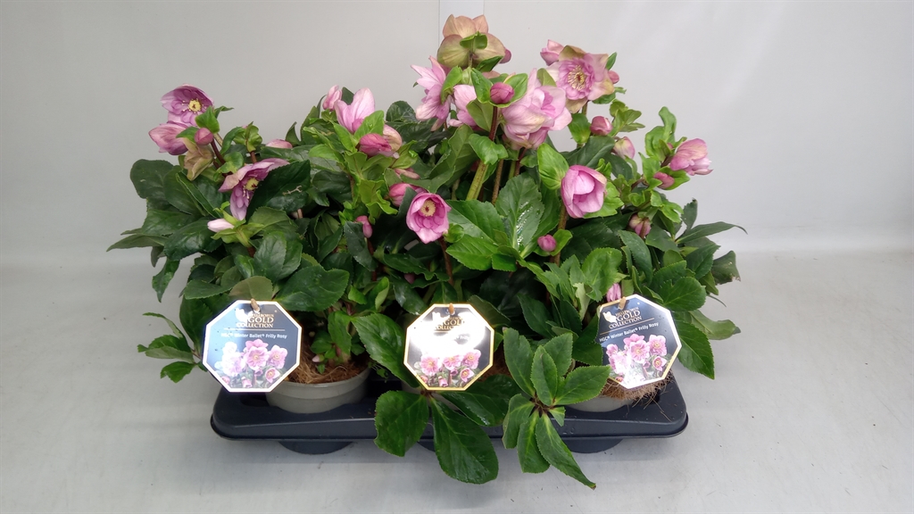 Hell Hgc Ice B Rosy 15Ø 30cm