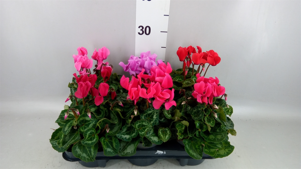 Cyclamen Super Serie Allure 12Ø 29cm