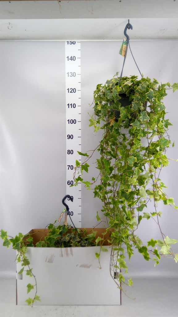 Hedera Helix Goldchild 24Ø 100cm