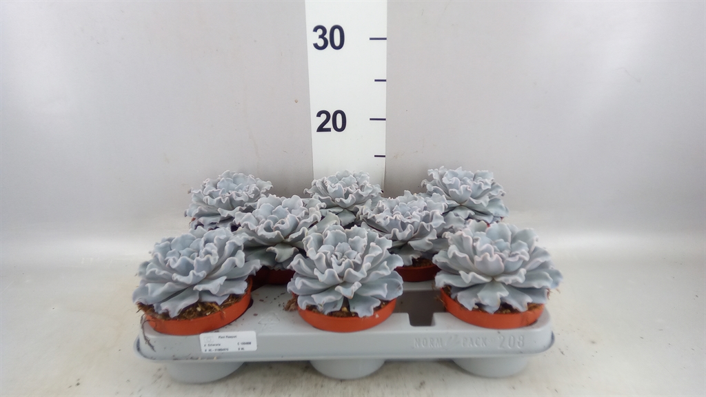 Echeveria Grey Prince 510Ø 14cm