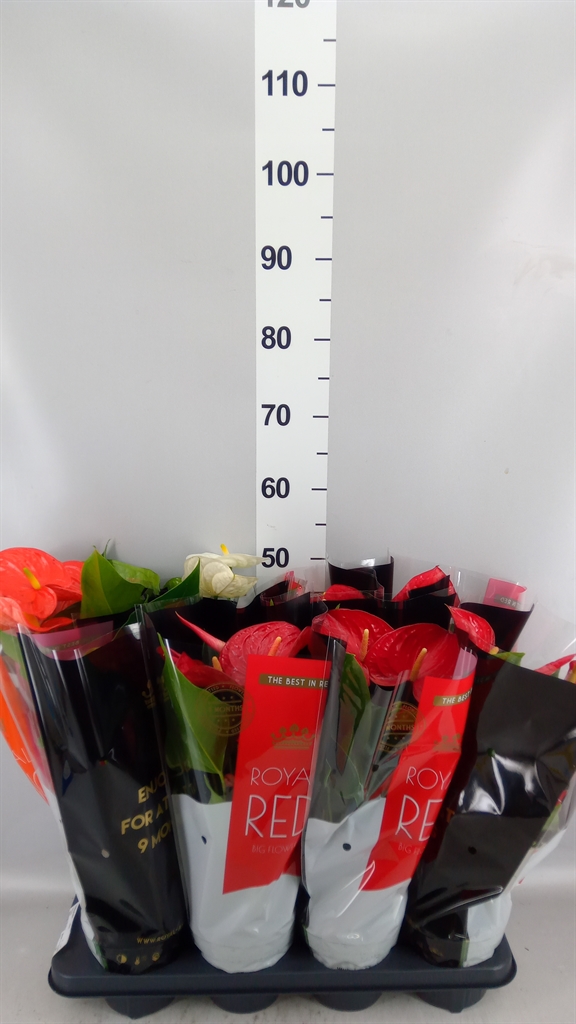 Anthurium Mix 14Ø 50cm
