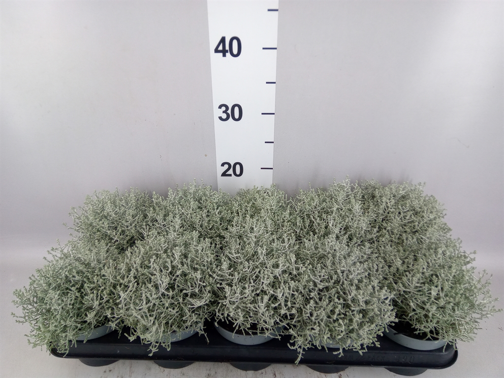 Leucophyta Brownii 12Ø 20cm