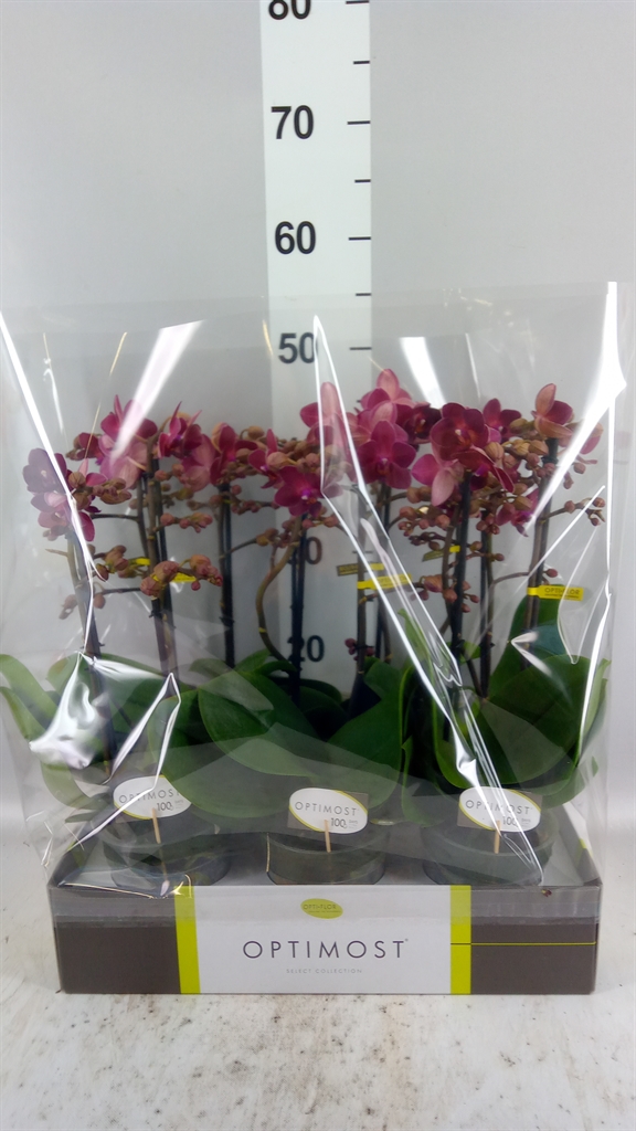 Phalaenopsis Multiflora Red Lion 12Ø 45cm 2st