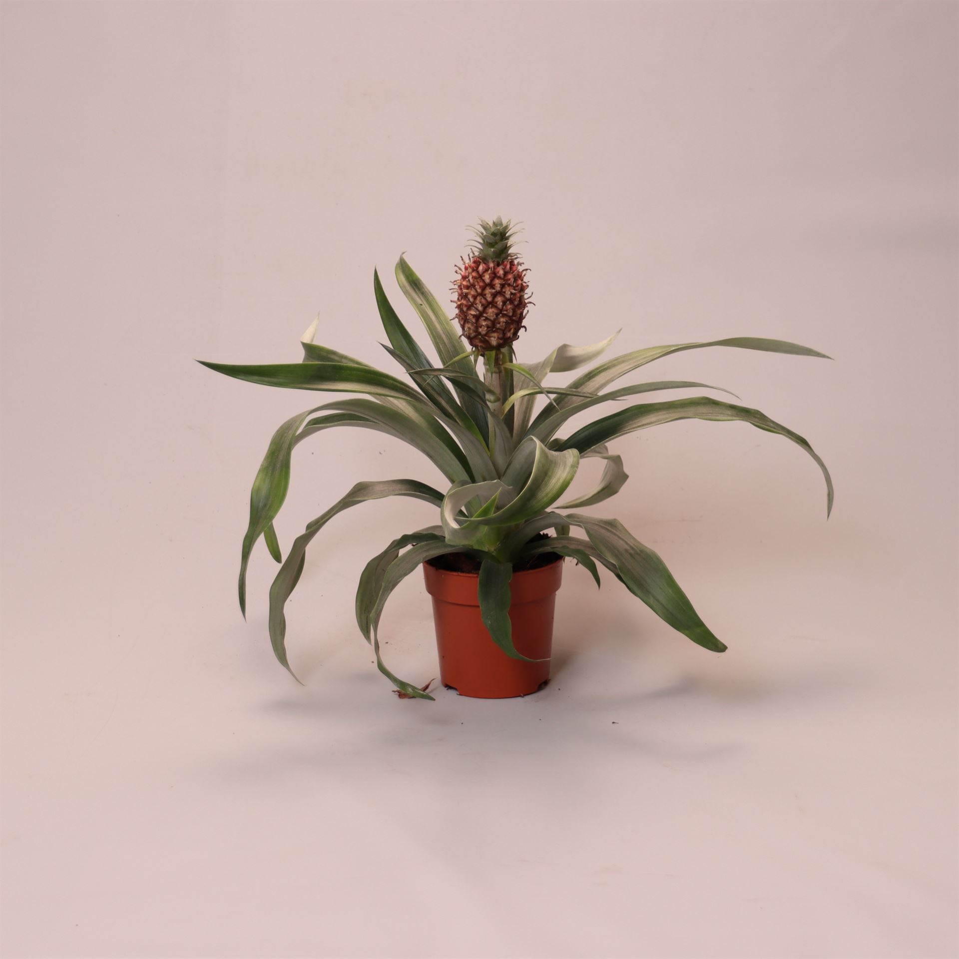Ananas Rosita 12Ø 35cm