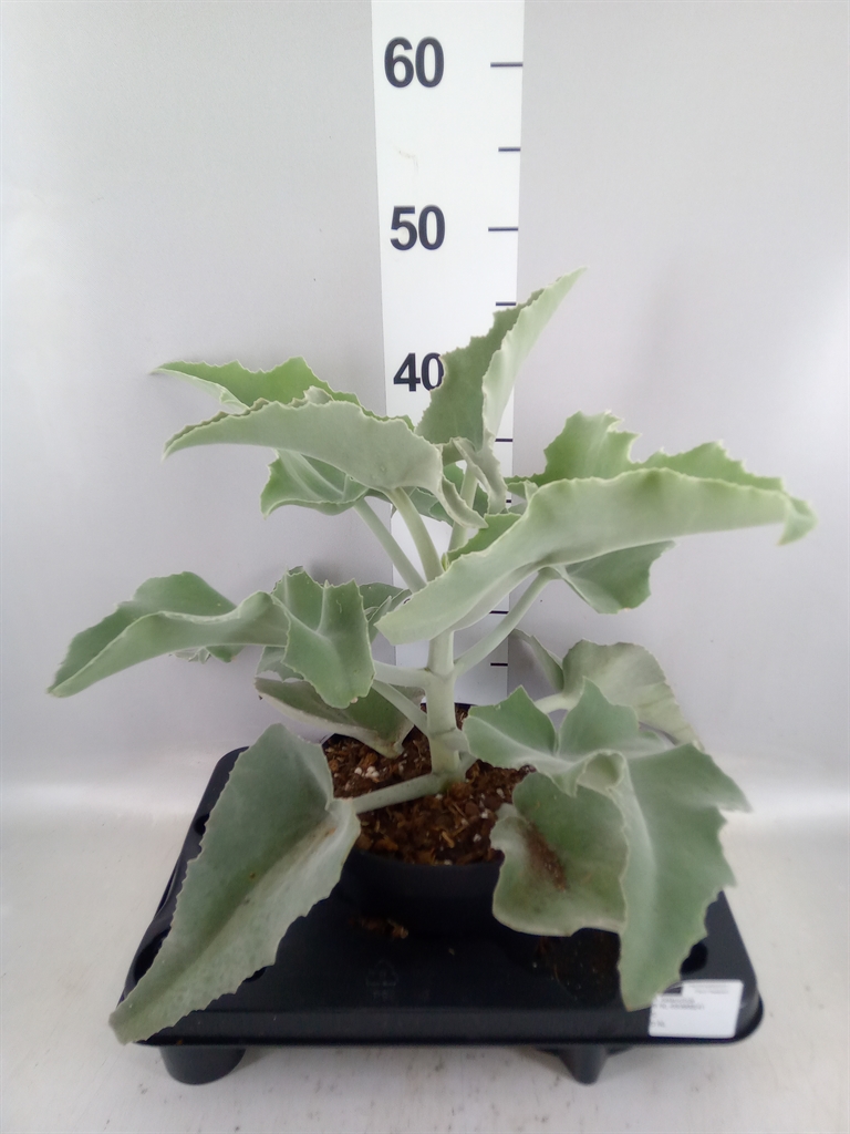 Kalanchoe Beharensis 17Ø 45cm