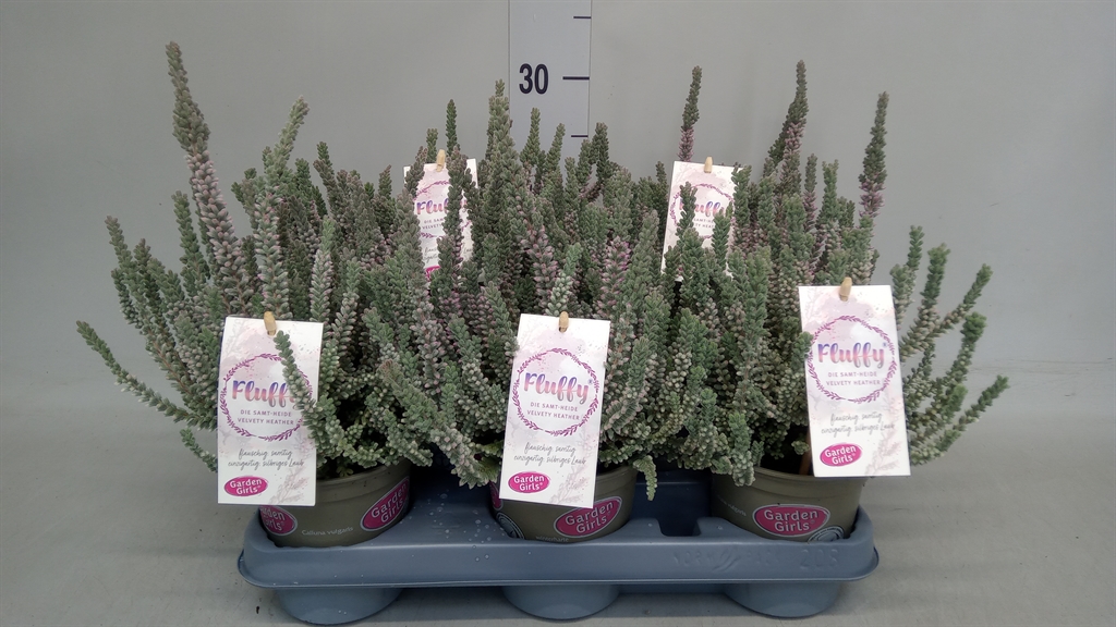 Calluna Garden Girls Fluffy 11Ø 25cm