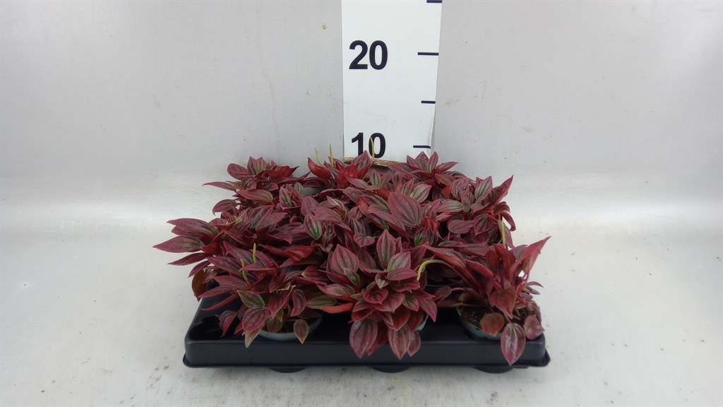 Pep Overig 6Ø 15cm
