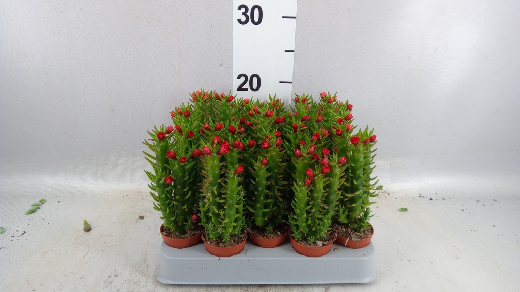 Austrocylindropu Sub 505Ø