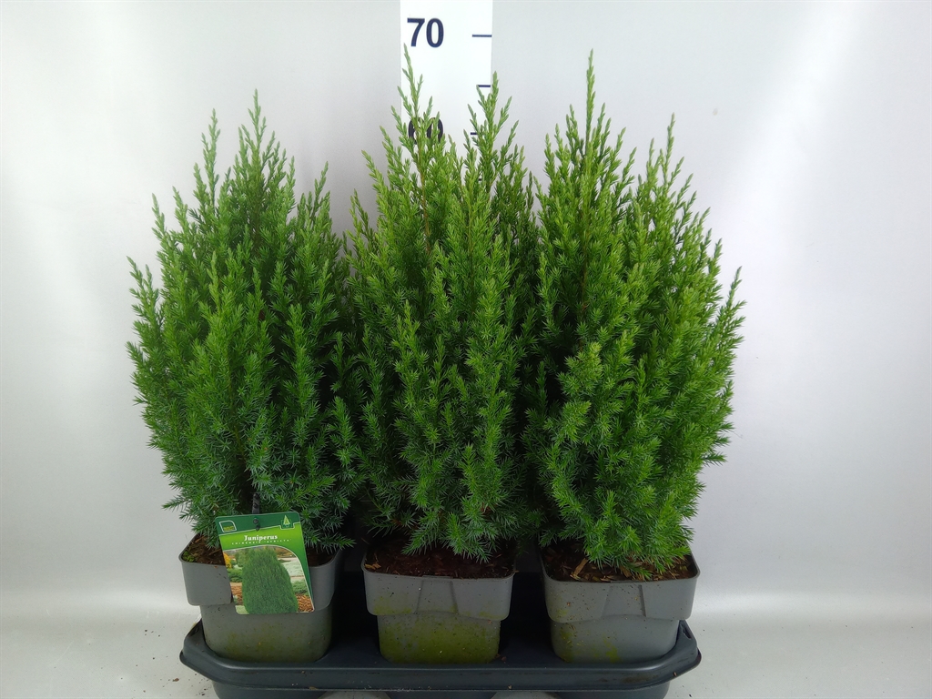 Juniperus Stricta 19Ø 65cm