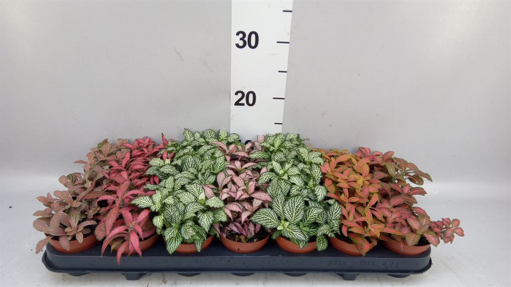 Fittonia Mix 7 Colours 8Ø 12cm