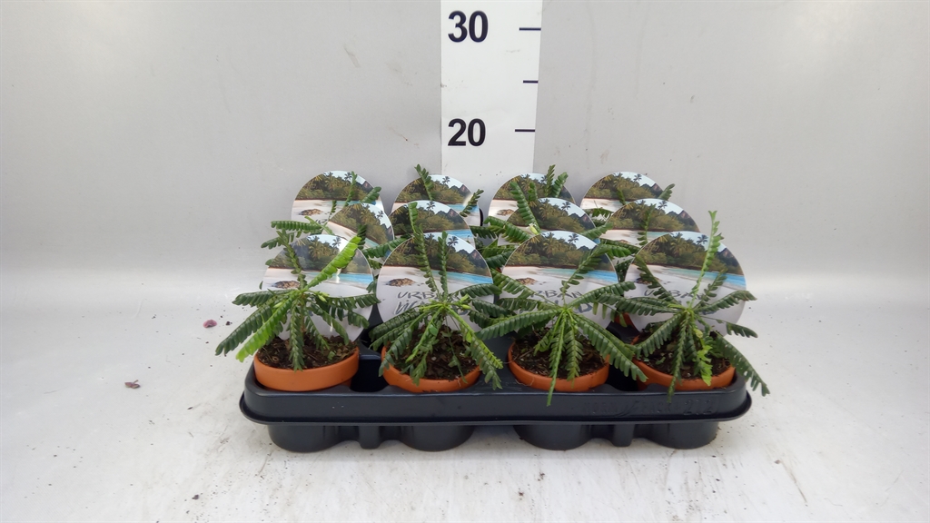 Biophytum Sensitivum