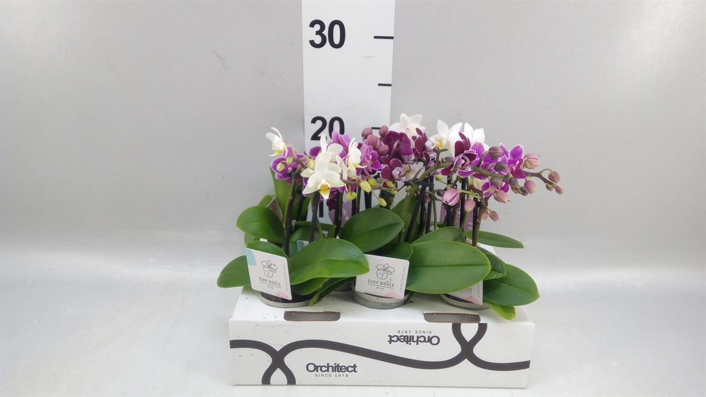 Phalaenopsis Mini 6Ø 17cm 2st