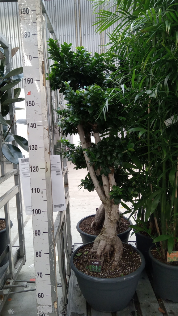 Ficus Microcarpa Ginseng 45Ø 170cm