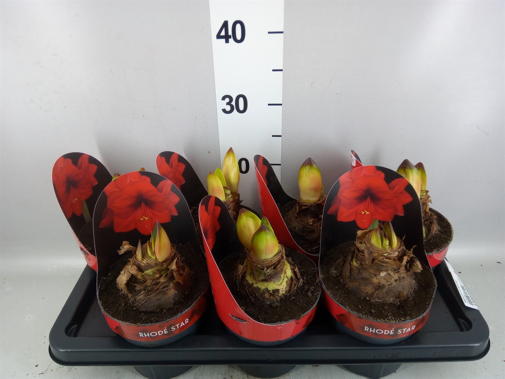 Hippeastrum Rhodé Star 14Ø 25cm