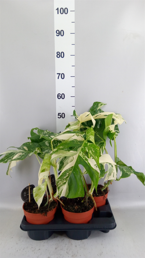 Monstera Deliciosa Variegata 15Ø 50cm