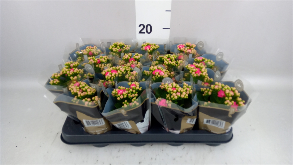 Kalanchoe Double Rosalina Nando Pink 7Ø 15cm