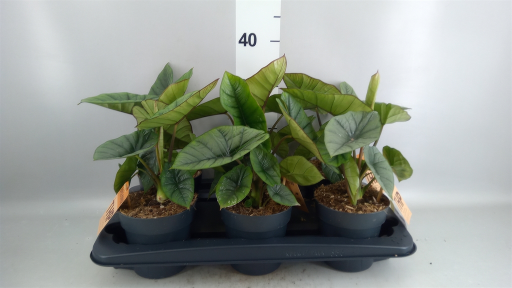 Alocasia Platinum 14Ø 30cm