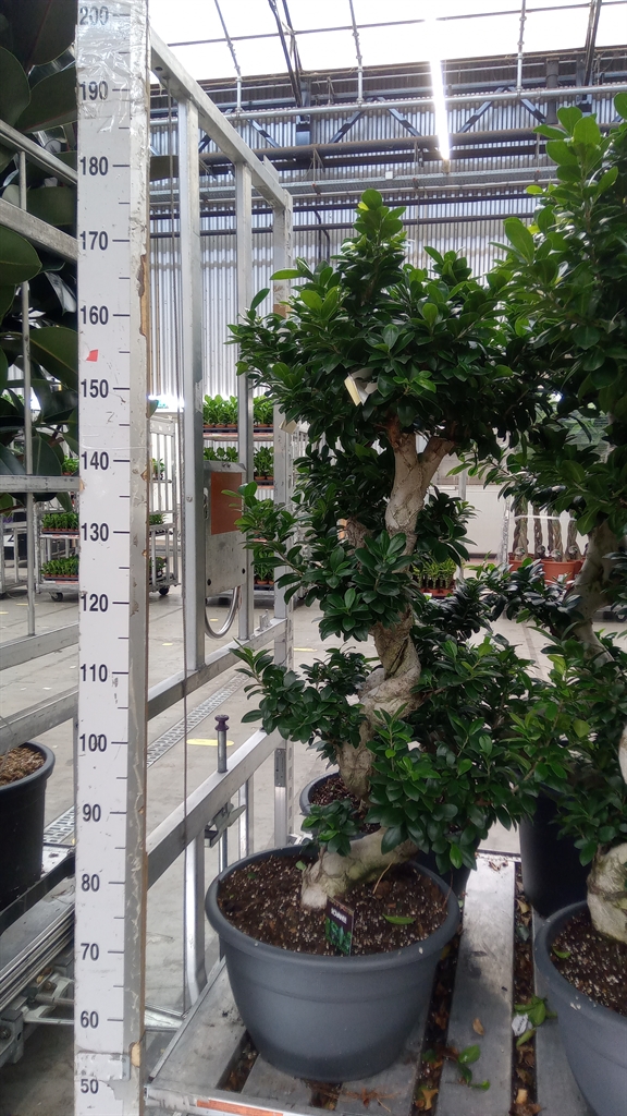 Ficus Microcarpa Ginseng 40Ø 140cm