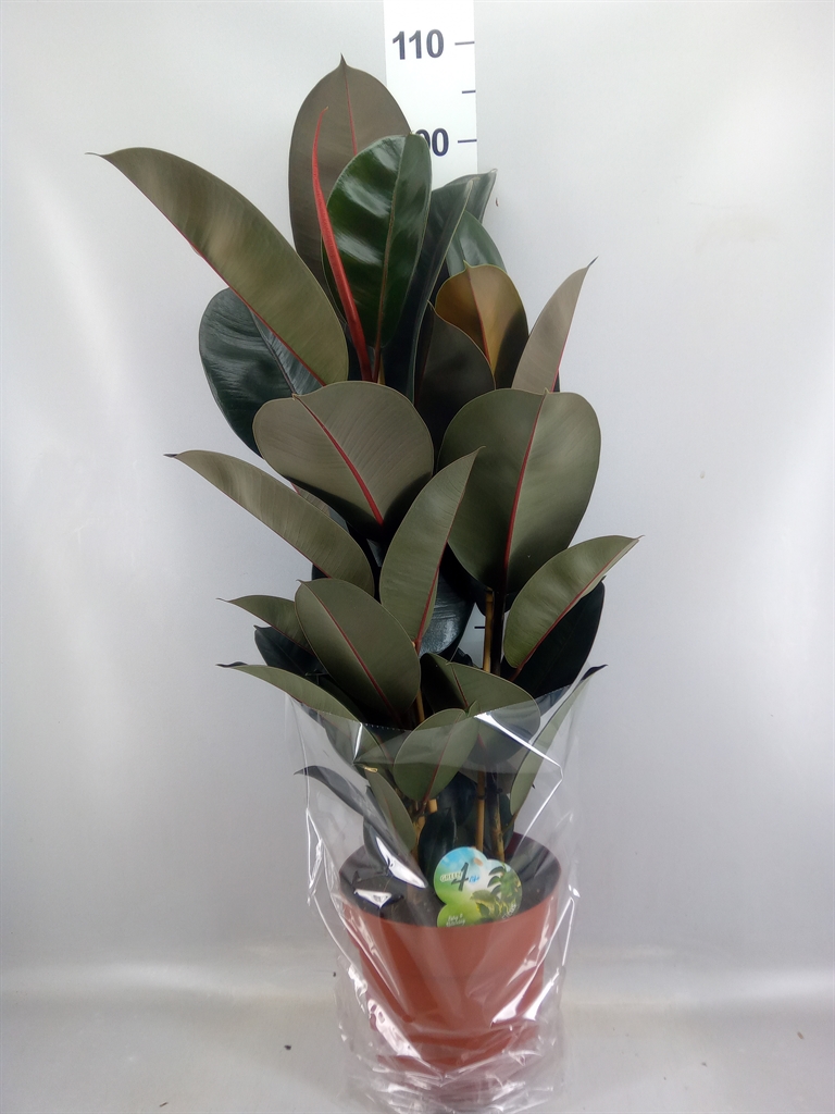 Ficus Abidjan 24Ø 85cm