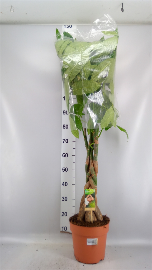 Pachira Aquatica 24Ø 120cm