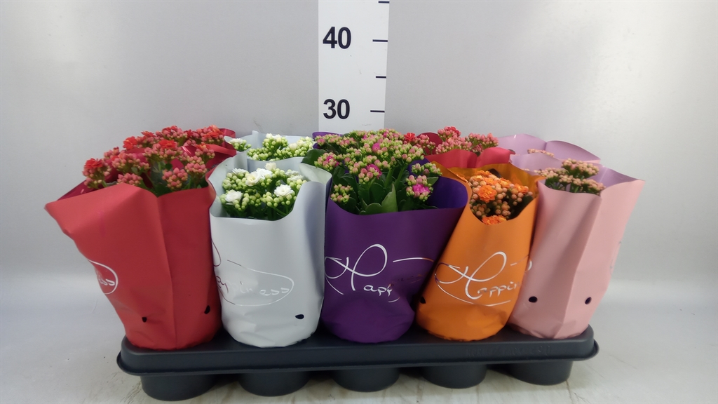 Kalanchoe Double Perfecta Mix 12Ø 25cm