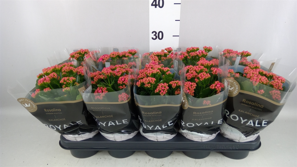 Kalanchoe Double Rosalina Don Victorio 12Ø 27cm