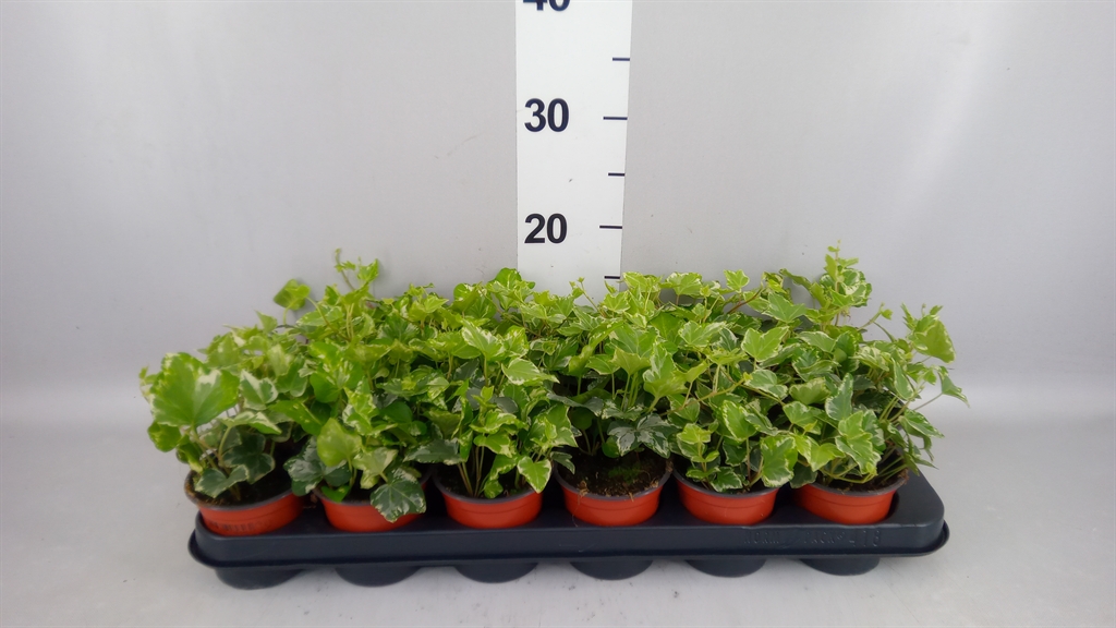 Hedera Helix Harlekijn 9Ø 10cm