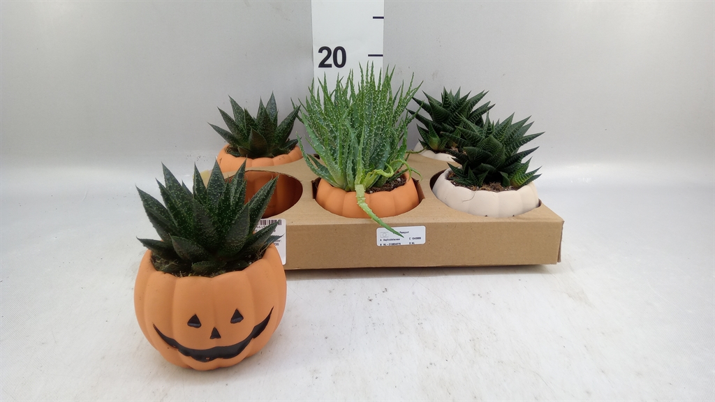 Aloe Mix 8Ø 15cm