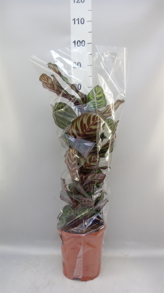 Calathea Makoyana 21Ø 70cm