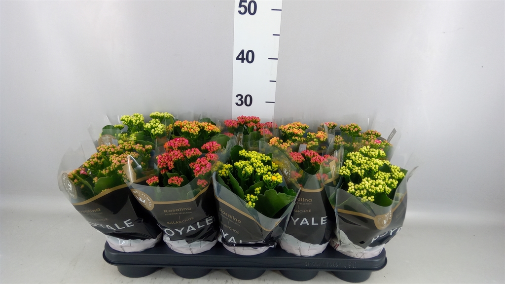 Kalanchoe Double Royale Mix 12Ø 27cm