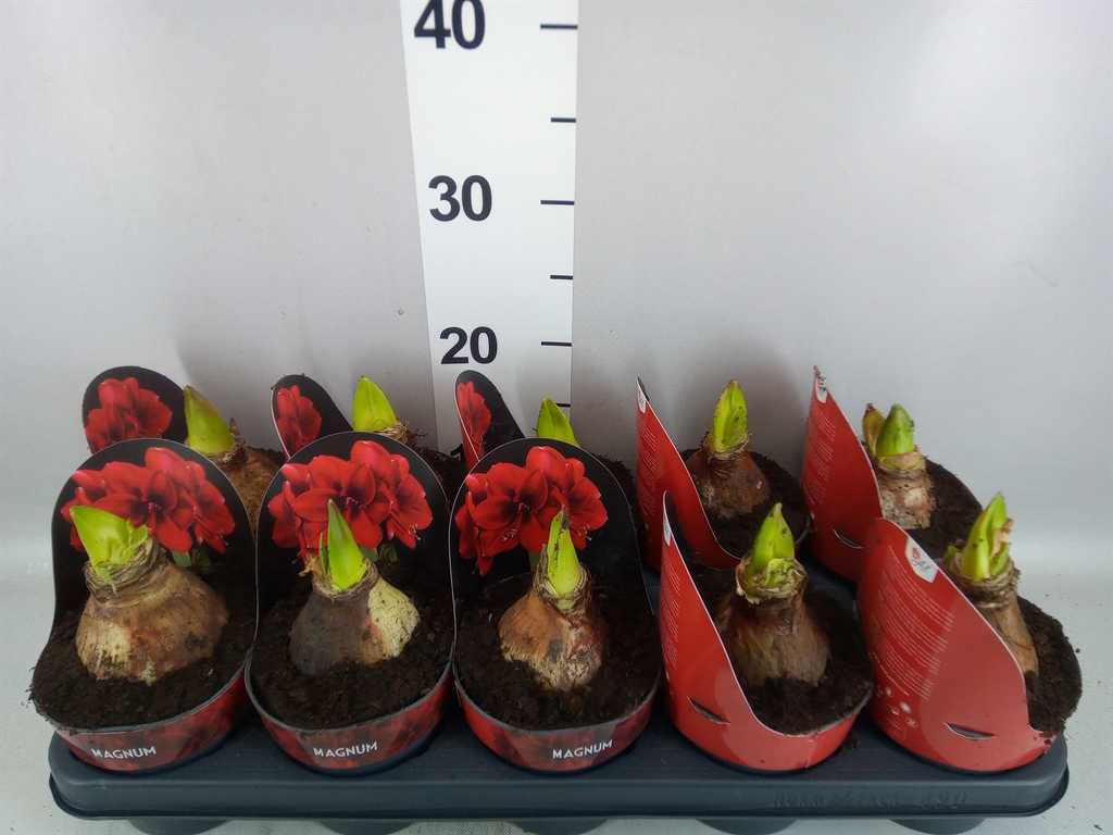 Hippeastrum Magnum 12Ø 25cm