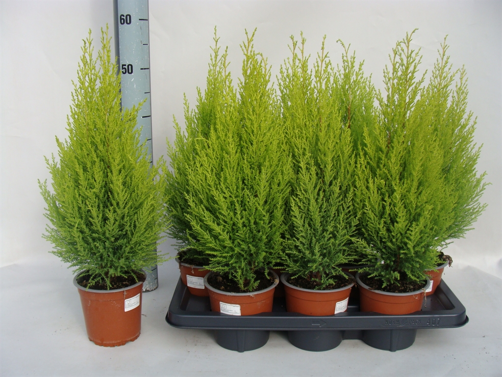 Cupressus Goldcrest Wilma 14Ø 55cm