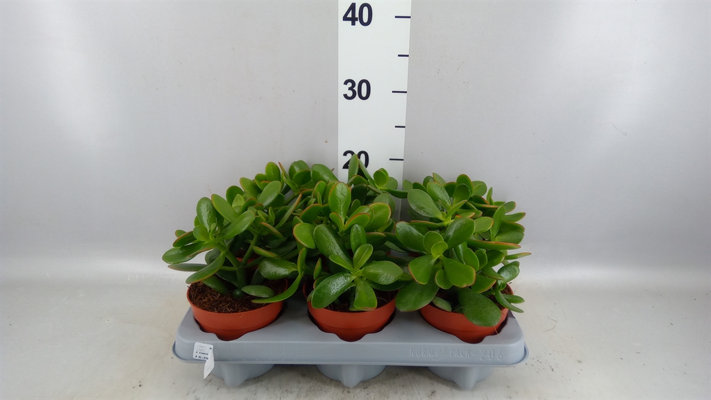Crassula Ovata 12Ø 24cm