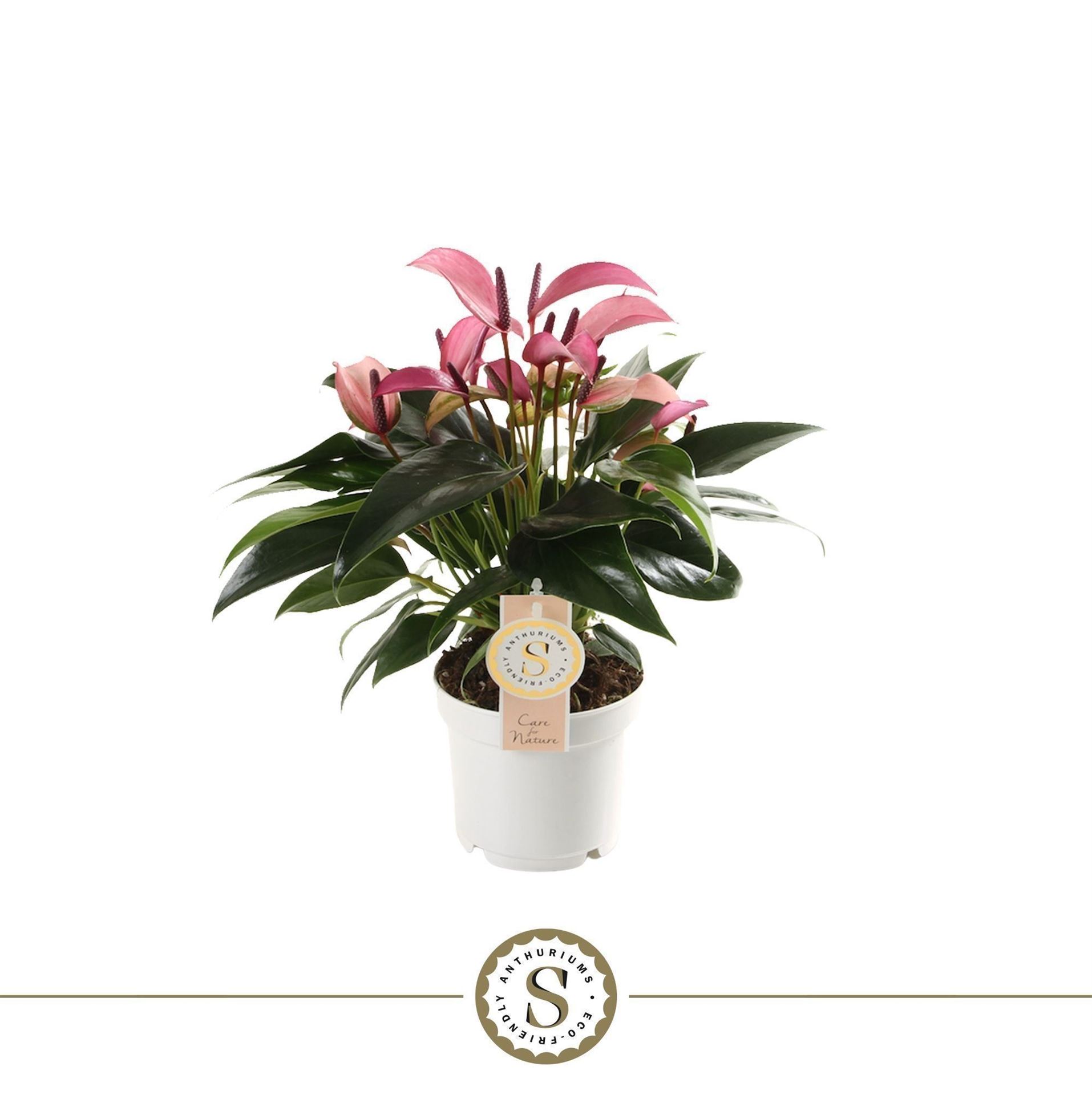 Anthurium Zizou 12Ø 40cm