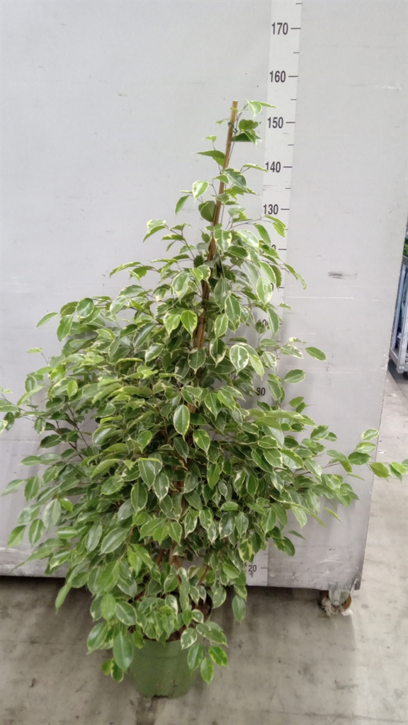 Ficus Benjamina Golden King 27Ø 150cm