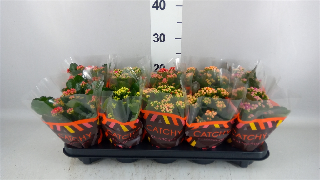 Kalanchoe Double Mix 10Ø 23cm