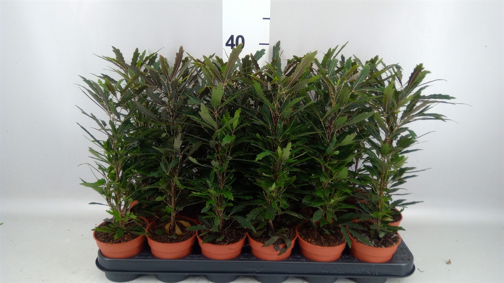 Dizygotheca Castor 9Ø 40cm