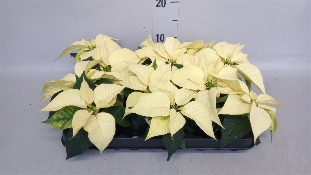 Euphor P Overig 6Ø 13cm