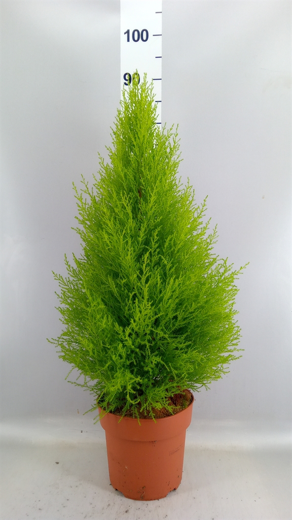 Cupressus Goldcrest Wilma 21Ø 80cm