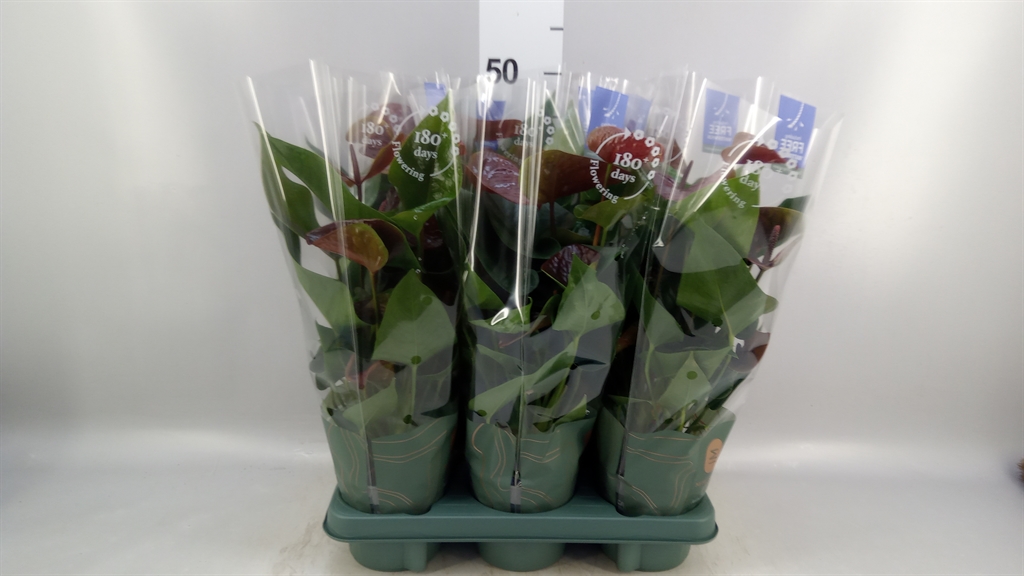 Anthurium Essencia 12Ø 35cm
