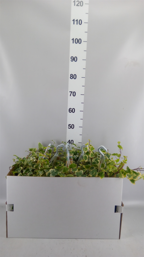 Hedera Helix White Wonder 17Ø 90cm