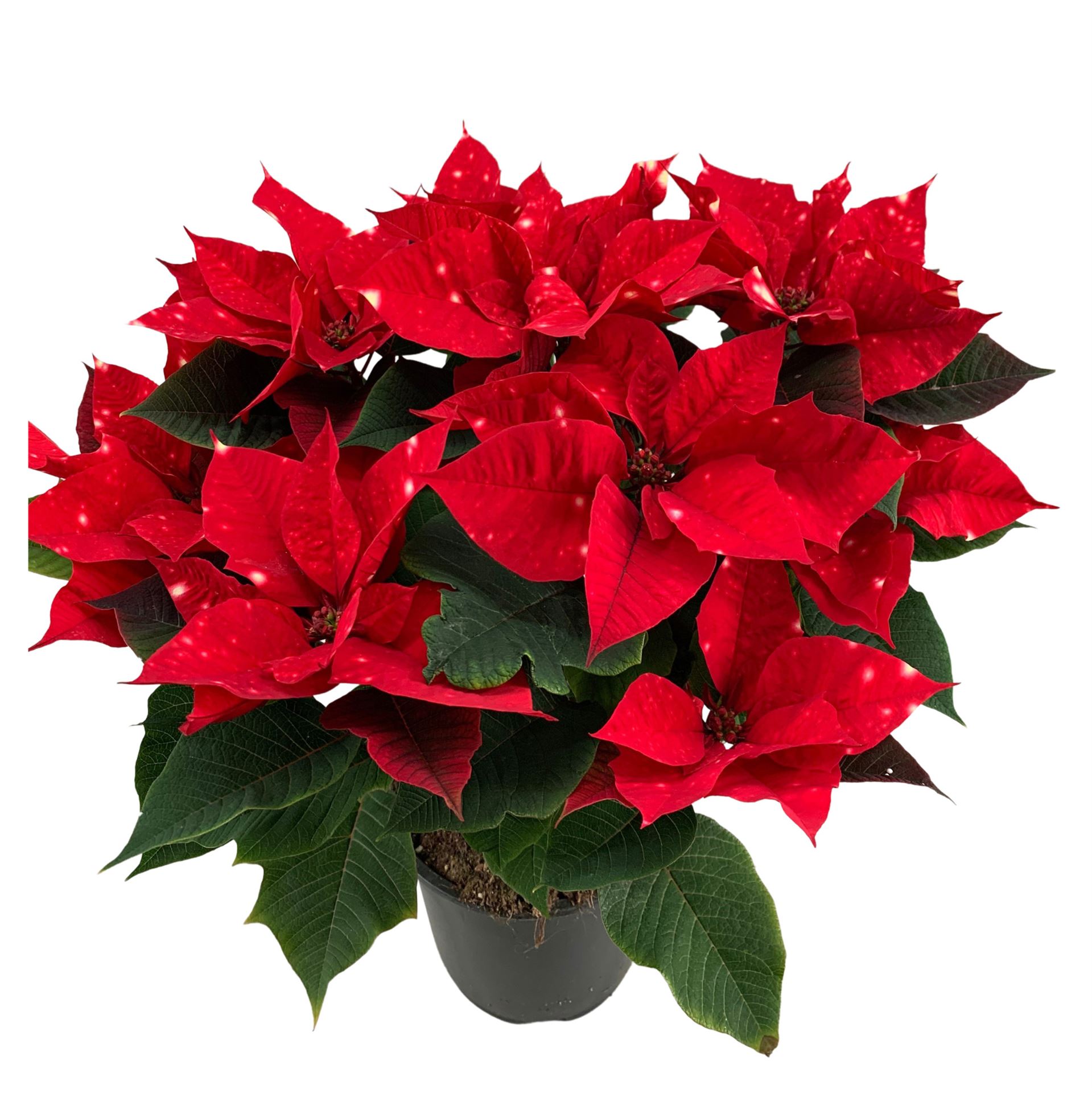 Euphor P Fantas Star 19Ø 50cm