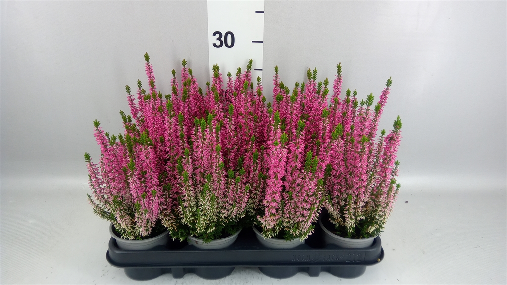 Calluna Beauty Ladies Michelle 9Ø 20cm