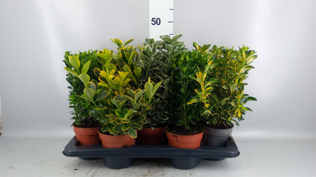 Euonymus Mix 13Ø 35cm